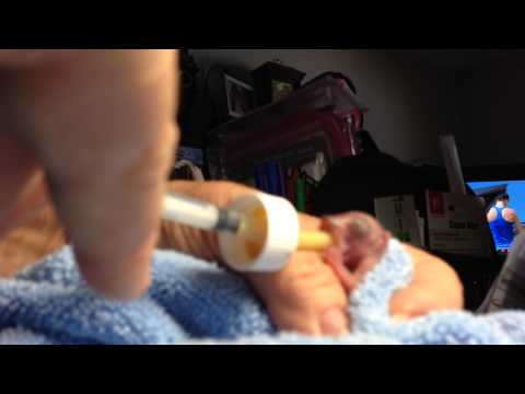 download lagu mp3 mp4 Newborn Squirrel, download lagu Newborn Squirrel gratis, unduh video klip Newborn Squirrel