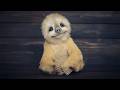 The Cutest Baby Animal Moments Ever Recorded Cute Animal Videos