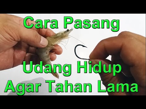 Download Umpan Udang Hidip 3gp Mp4 Codedwap