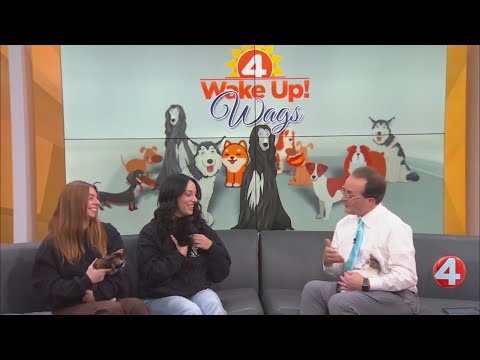 Wake Up! Wags: Group of kittens looking for homes - YouTube