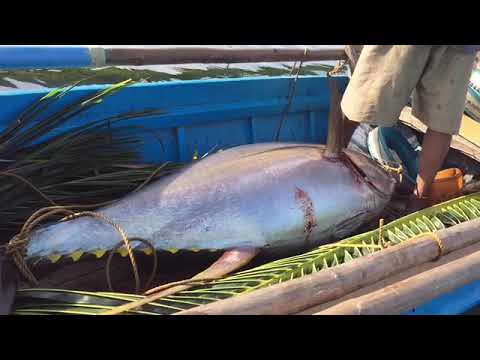EP.05 PANGHUHULI NG YELLOW FIN TUNA /76 and 33 KLS. IN ONE NIGHT/ TABOC LIBERTAD ANTIQUE