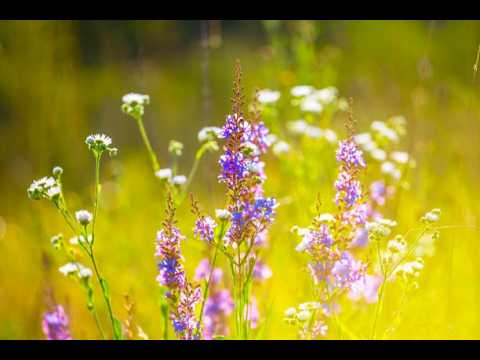 #classic #music the sweet melody di danielcompositormusic