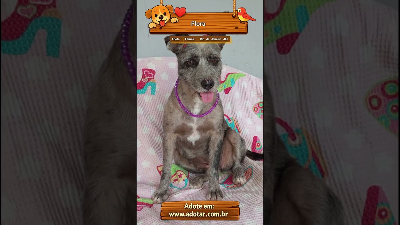 Cachorro raça SRD-ViraLata idade 3 anos nome Flora