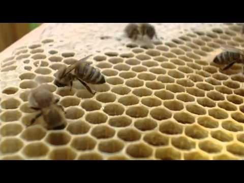 Imker - Die Arbeit im Wandel der Zeit Teil 1.