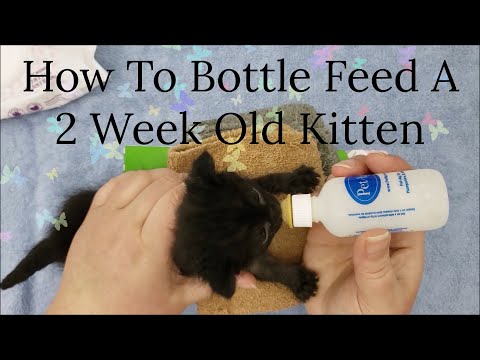 How To Bottle Feed A 2 Week Old Kitten - Tiny Kitten - Cute Kitten