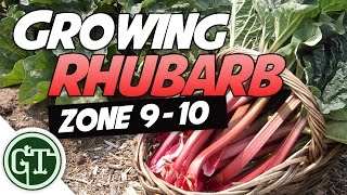 Growing Rhubarb in Hot Climates - Zone 9/10 | Organic Garden Methods