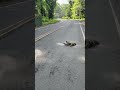 🦥What a Sloth Crossing a Road looks like?