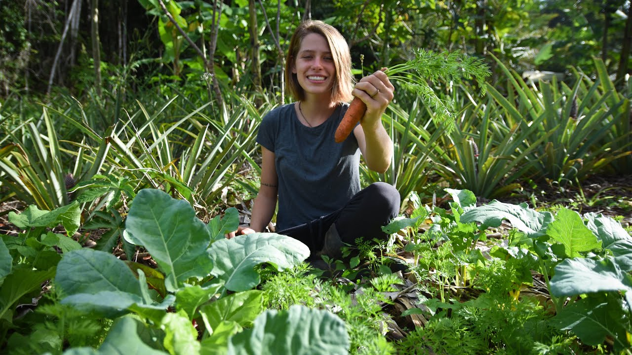 3 maiores erros ao plantar cenoura