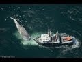 baleia azul - Série baleias 
