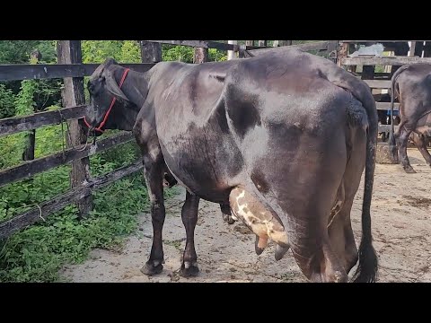 vacas de 25 a 30 litros a venda em Alagoinhas (Bahia) 75 99867-2669