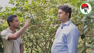 বীজ বিহীন লেবু চাষে অভাবনীয় সাফল্য চায়না ৩ লেবু