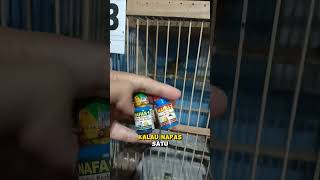 Download lagu This is the medicine for canaries with breathing problems #kicaumania #canaries #birds mp3