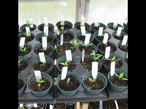079 Seed Starting Tips. Can You Reuse Potting Soil? Winter Jasmine.