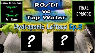 RO/DI Water vs Tap Water Hydroponics | Lettuce | EP3 | Mars Hydro TSW 2000
