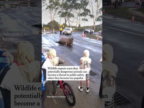 Seal’s Mischievous Antics Draw Crowds and Caution