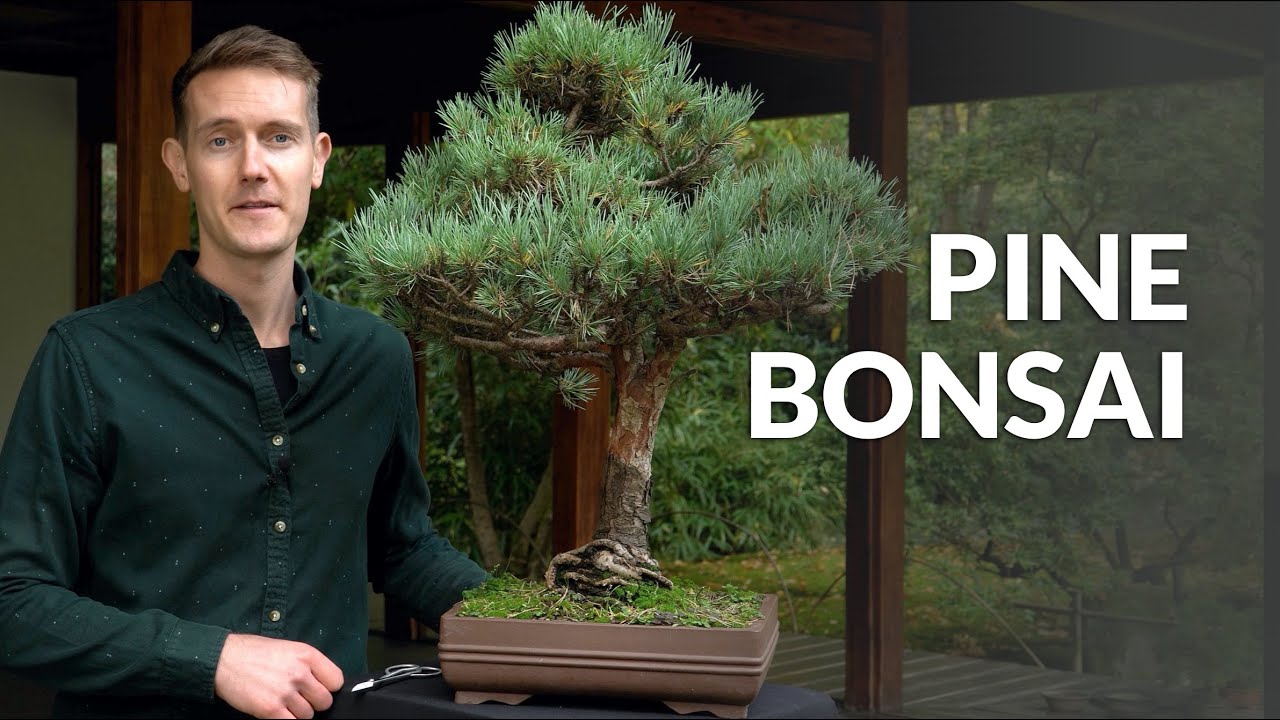 Bonsái de Pino