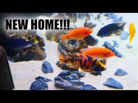 75 GALLON PEACOCK CICHLID TANK UPGRADE (2019)