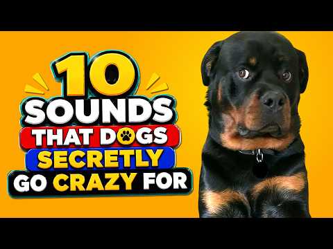 10 Sounds That Dogs Secretly Go Crazy For 🐶