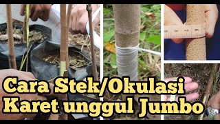 Download lagu Cara okulasi atau stek karet unggul jumbo dengan mudah mp3 Download lagu Cara okulasi atau stek karet unggul jumbo dengan mudah mp3