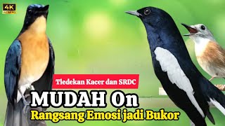 Download lagu TERBUKTI AMPUH, MERANGSANG EMOSI TLEDEKAN GUNUNG, SRDC DAN KACER mp3