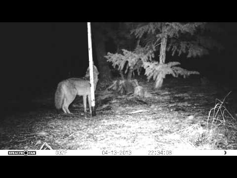 Coyote Howl