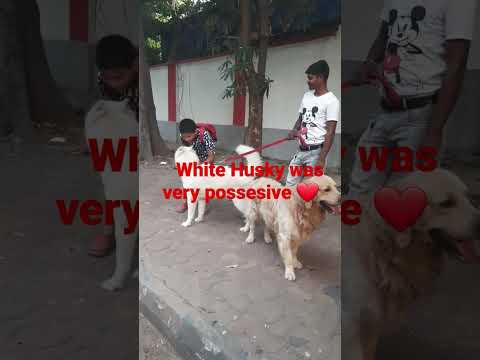 white Husky was very possessive #iko iko