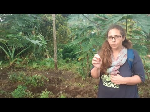 balakama herbs minahasa & walacea minahasa nature story 1859 my homestay anis garden