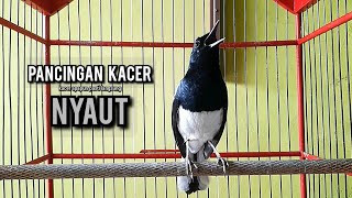 Download lagu kacer gacor NGEPLONG tarung ini paling ampuh buat PANCINGAN KACER agar EMOSI NYAUT mp3