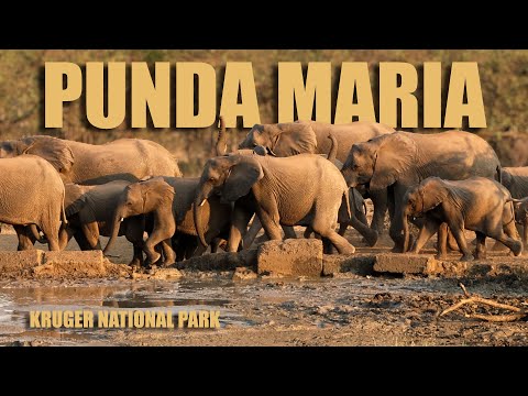 Krüger-Nationalpark | Punda Maria | Langsam an die Sache herangehen