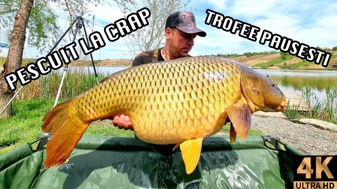 PESCUIT LA CRAP PRIMAVARA PE LACUL TROFEE PAUSESTI