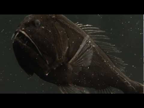 download lagu mp3 mp4 Fangtooth Fangtooth 2010, download mp3 Fangtooth Fangtooth 2010 free downloadn, video klip Fangtooth Fangtooth 2010