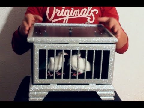 Dove to Rabbit magic trick revealed