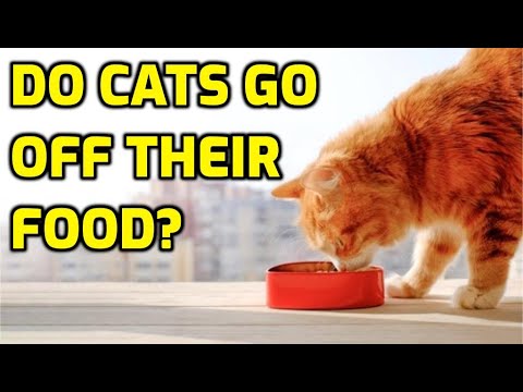 Do Cats Care About Food Variety?
