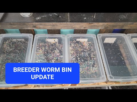 Update on Breeder Worm Bins