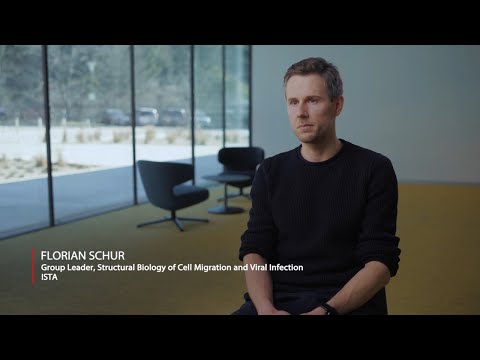 Virology Using Cryo-EM at the Institute of Science and Technology Austria