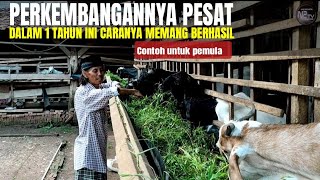 Download lagu WORTH LOOKING FOR AN EXAMPLE. PE AND JAVA RANDU GOAT FARMING mp3 Download lagu WORTH LOOKING FOR AN EXAMPLE. PE AND JAVA RANDU GOAT FARMING mp3