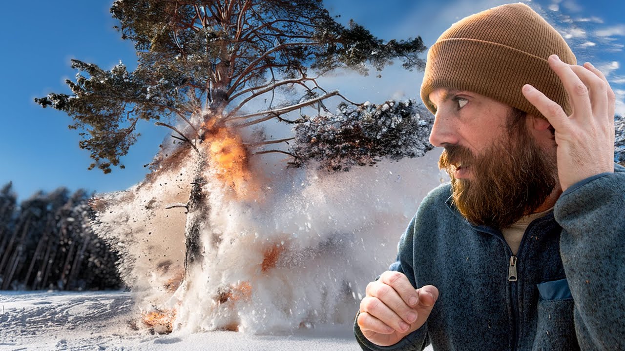 Why are All the Trees Exploding?