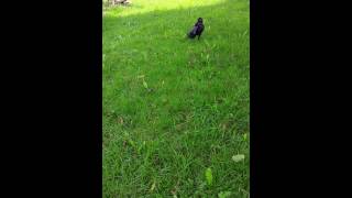 a crow like a dog / corneille qui fait le chien / cuervo como perro