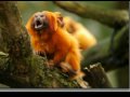 Amazon - Deep Forest, Céu do Brasil 