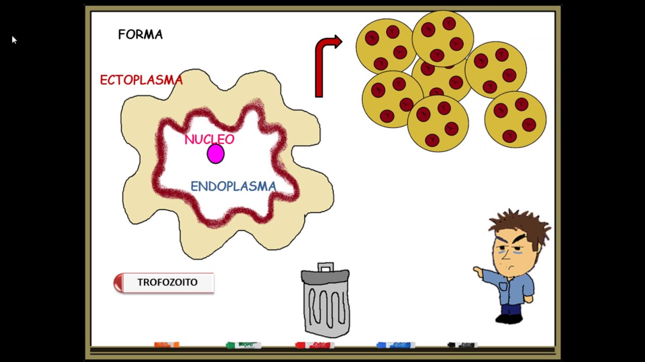 Entamoeba histolytica