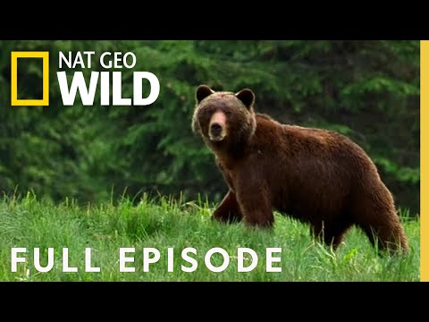 Predator Superpowers (Full Episode) | World's Deadliest