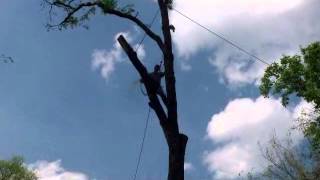 Downs Tree Service Nashville, Tn