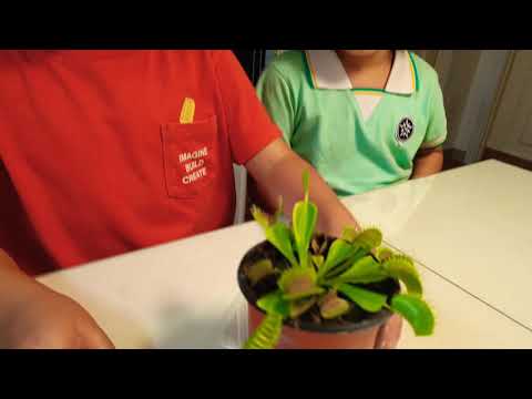 #식충식물 파리지옥에게 개미를 먹여보았다.