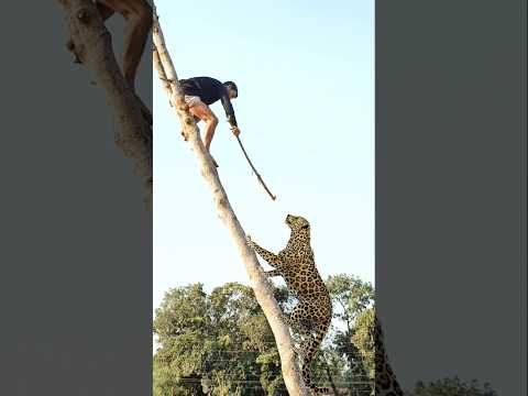 Leopard Attack on tree in my village. #shorts #video #vfx #wildlife #animals #trending