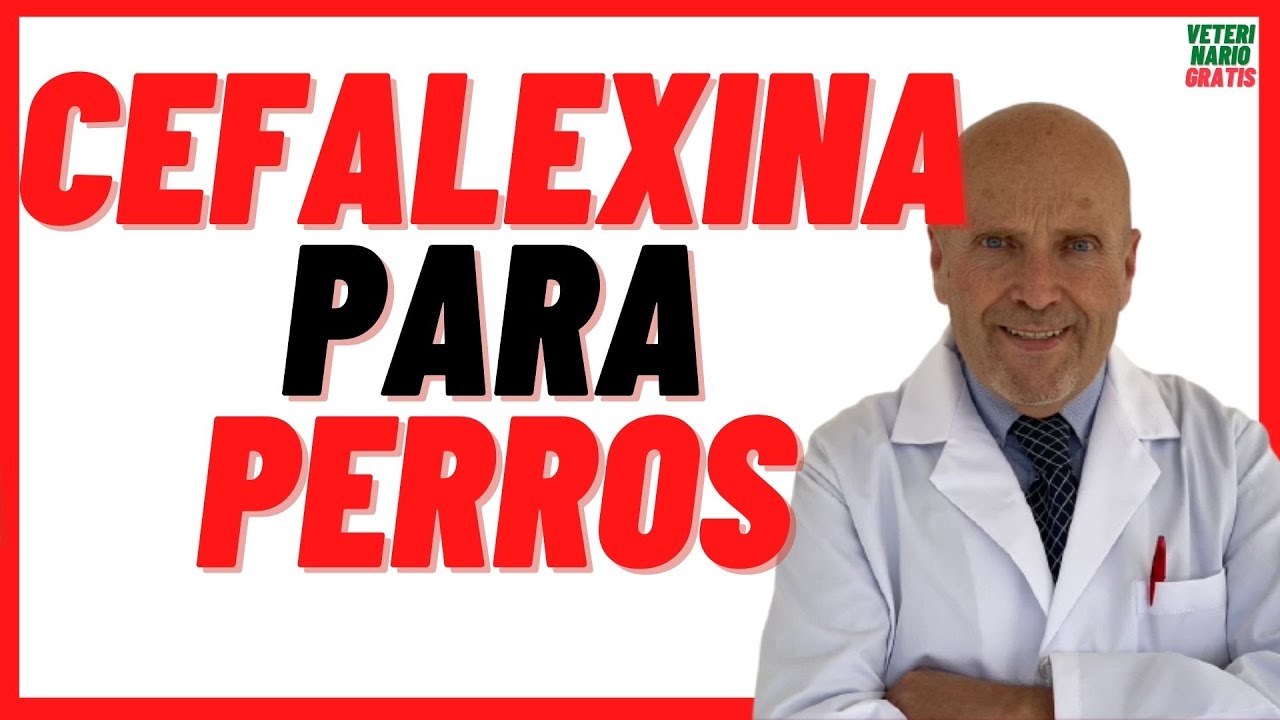 Watch Now 🟣 CEFALEXINA (antibiótico), para que sirve en PERROS 🟣 y Gatos con SARNA Dosis por Peso 🟣 🟣 CEFALEXINA (antibiótico), para que sirve en PERROS 🟣 y Gatos con SARNA Dosis por Peso 🟣
