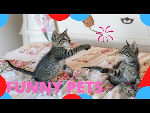 Funny Dogs and Cat | Funniest Pets | Anusha HW channel