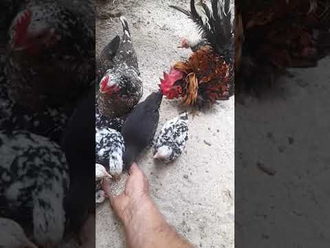 [DZIJO KARKONOSZ] CHABO jedzenie z ręki
