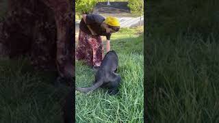 Catahoula Leopard Puppies Videos