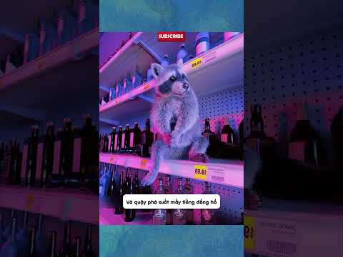 Phi lý và xàm xí P286 - Vụ đột nhập cực 