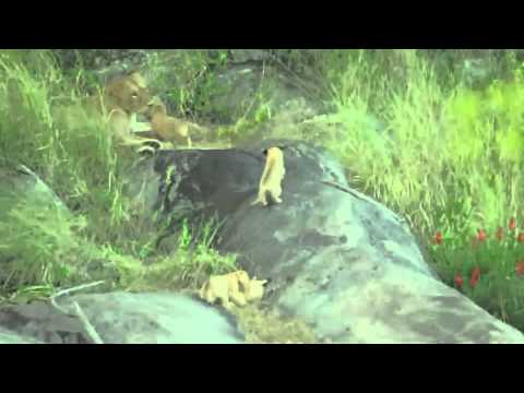 First Ever Footage of Tsalala Pride Cubs - Londolozi